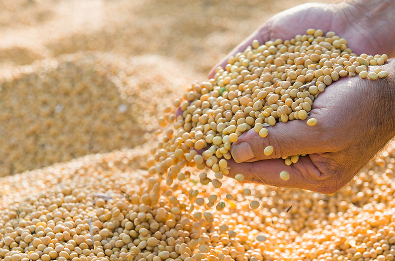 a woman's hands scooping up yellow grains
