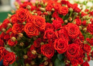 A big bunch of red roses