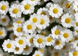 white feverfew flowers