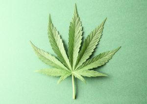 cannabis leaf on a green background