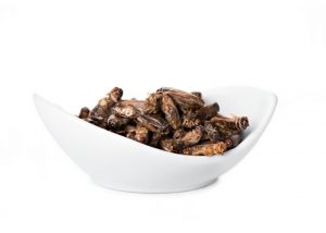 a bowl of fried crickets on a white background