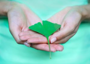 woman in a green tshirt holding a ginkgo biloba leaf in her hands