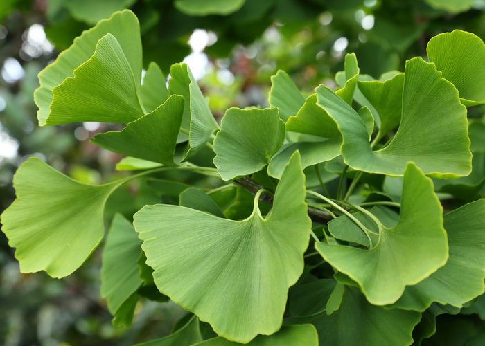 ginkgo biloba leaves on the tree