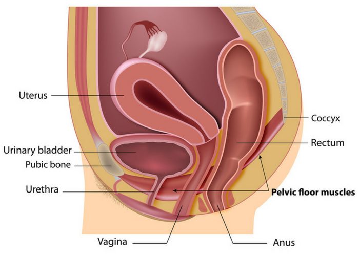 anatomical diagram of female pelvic floor with labels