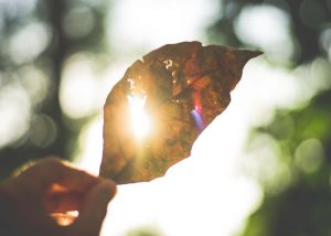 a person holding up a leaf with UV sun rays shining through it