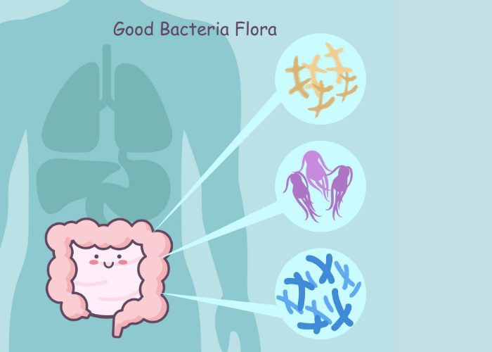 Diagram of the human gut and good bacteria flora