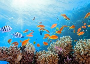 underwater shot of a coral reef and colorful fishes