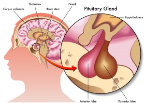 Diagram depicting where the pituitary gland is in the human brain