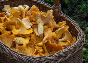 Basket of golden chanterelle mushrooms rich in vitamin b12