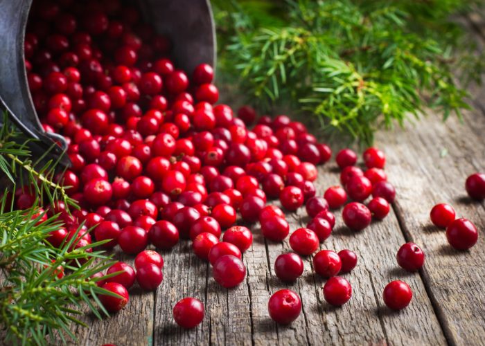 A metal pail laid sideways with cranberries, one of the strongest natural antibiotics, spilling out of it onto a wooden table 