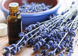 A bottle of lavender aromatherapy oil with springs of fresh lavender beside it