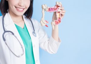 Doctor holding up a model of a gut