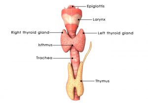 A diagram of a thyroid