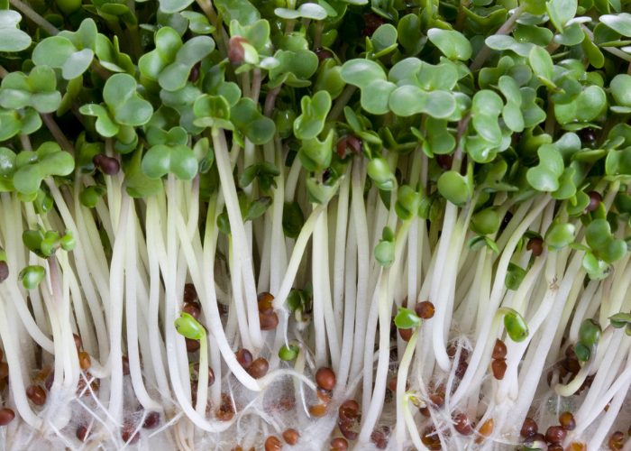 Close up of fresh broccoli sprouts