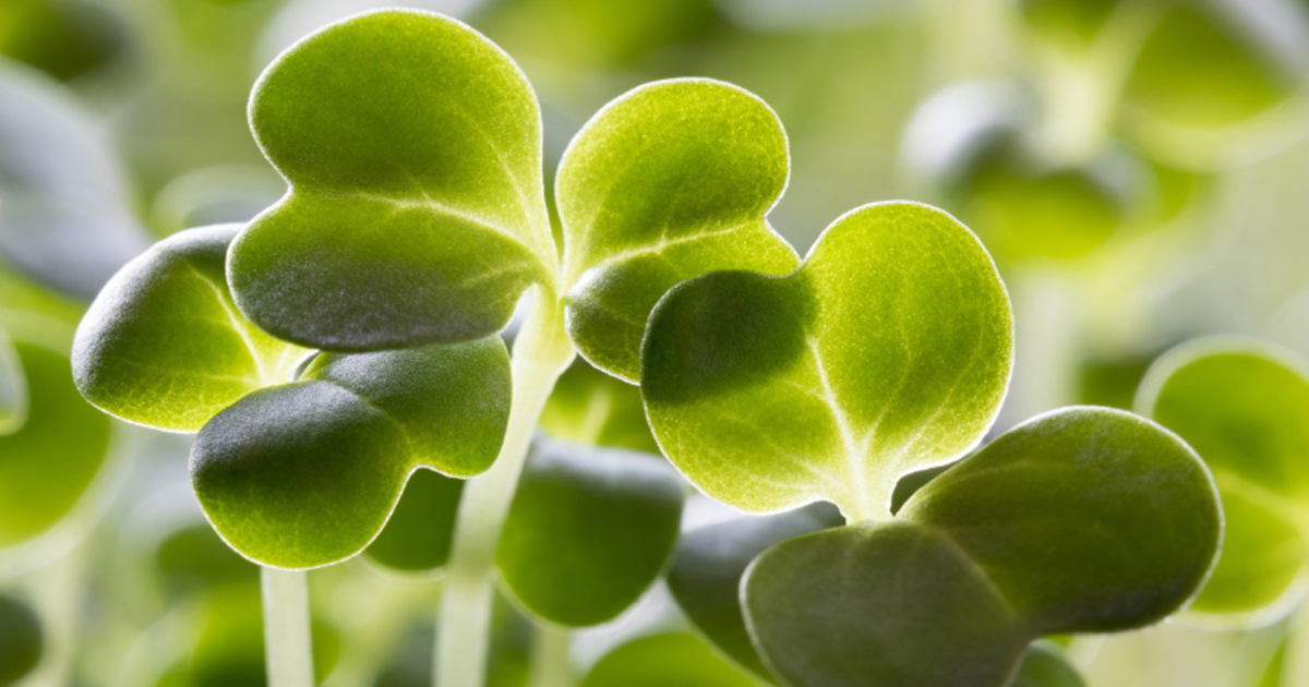 Broccoli Sprouts Nature’s Secret Weapon Against Cancer