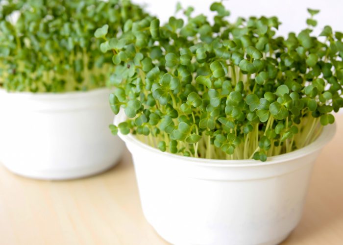 Broccoli sprouts growing at home in plastic pots