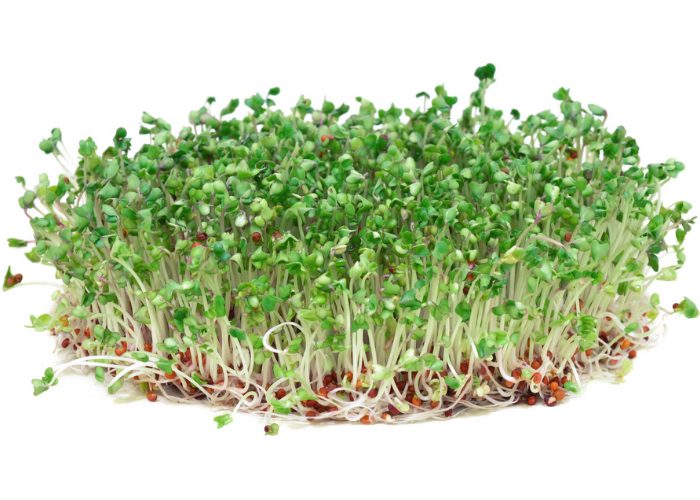 A bunch of broccoli sprouts on a white background