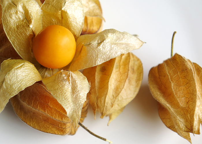 Golden berries with husks on a white table with one open berry laid on top of them.