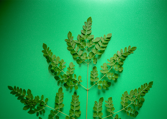 Moringa leaves on a green background
