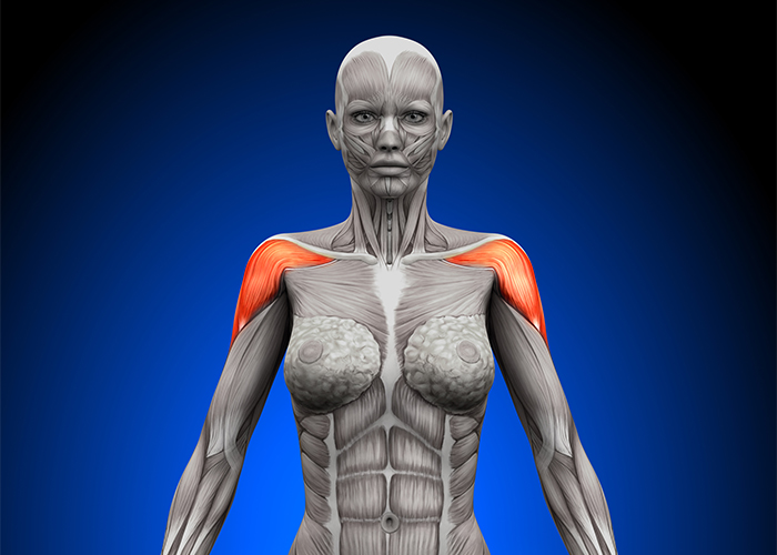 Image of a female anatomy with deltoid muscles highlighted