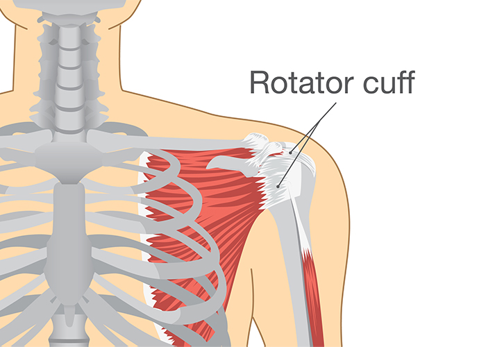 Skeletal graphic of a human shoulder showing the rotator cuff muscle