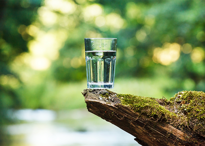 A glass of water balanced on the edge of a piece of wood in a forest