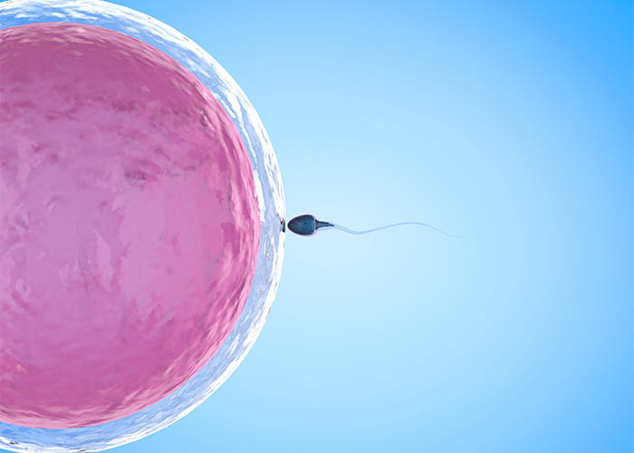 Graphic of sperm entering egg cell