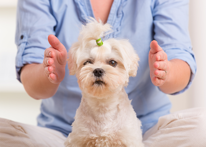 Dog receiving reiki healing from owner