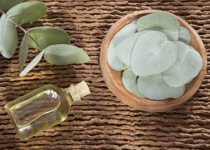 A bottle of eucalyptus and cedarwood blend essential oil next to fresh eucalyptus leaves