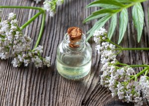 A small bottle of valerian essential oil with a cork stopper surrounded by fresh valerian twigs