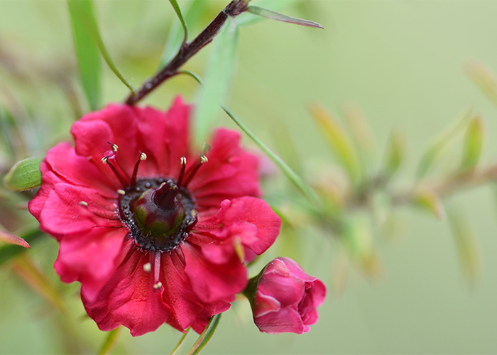 manuka-myrtle-white-pink-flower-blooming