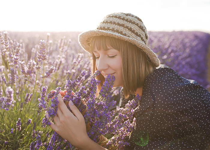 Woman smelling fresh lavenders in a lavender field