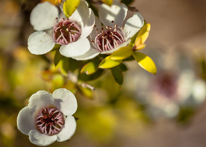 Three white manuka flowers