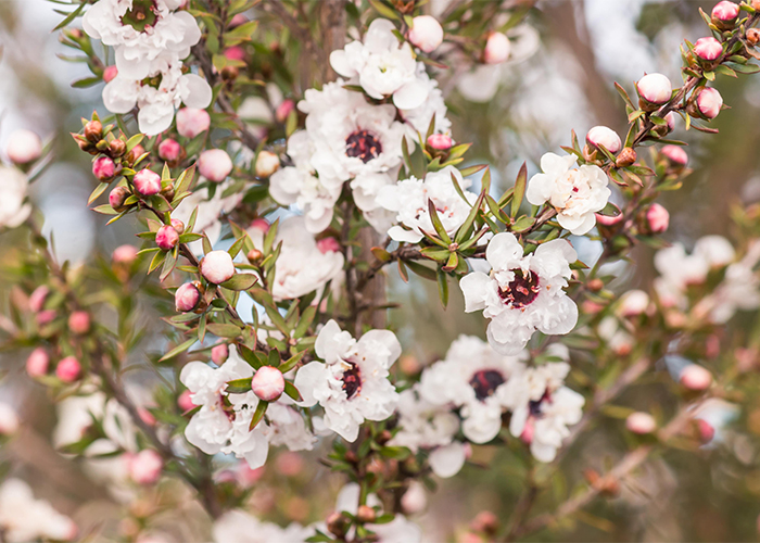 White manuka flowers in full bloom