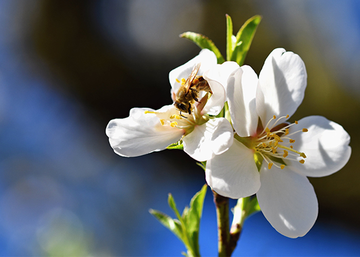 manuka-blooming-tree-in-spring-with-a-flying-bee