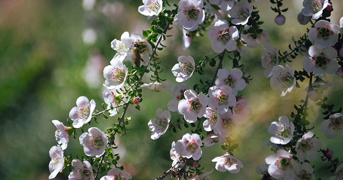 9 Uses for Manuka Essential Oil and How to DIY at Home WellMe