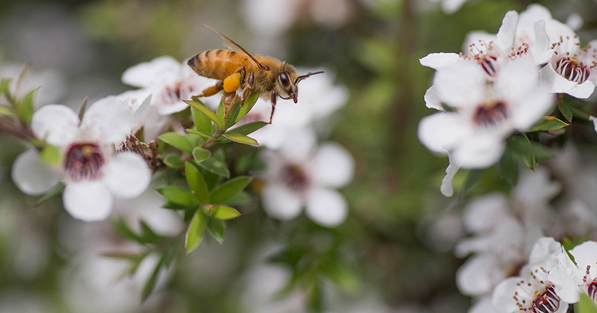 What is Manuka Essential Oil Good For? WellMe
