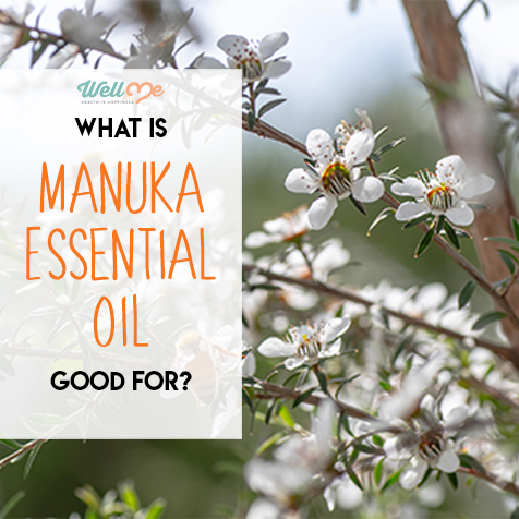 what-is-manuka-essential-oil-good-for-title-card