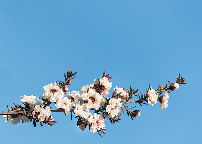 white-manuka-tree-flowers-in-bloom