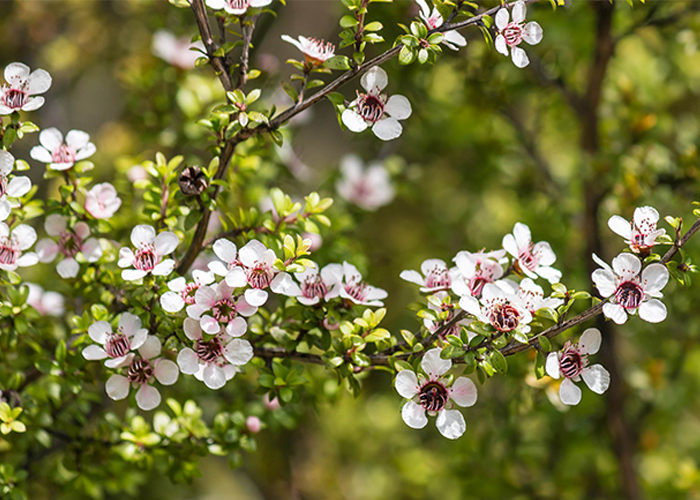 white-manuka-tree-flowers-in-blooming