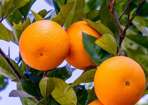 citrus sinensis sweet oranges growing on tree